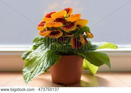 Potted Calceolaria Plant On The Window. Close Up Of Slipper Flower.
