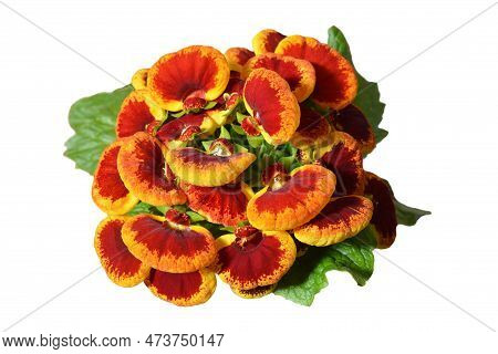 Top View Of Calceolaria Plant Isolated On White Background