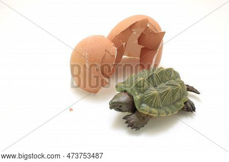A Figure Macrochelys Temminckiiwith The Egg Shell