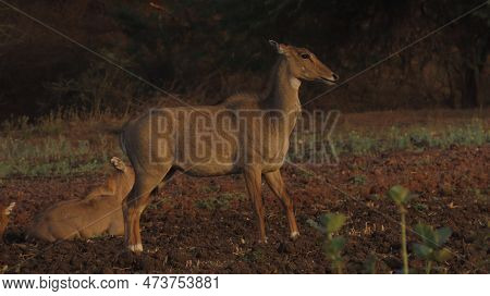 Rajkot, Gujarat, India. March-29-2023. The Nilgai (boselaphus Tragocamelus) Is The Largest Antelope 