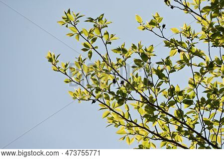 Tall Stewartia ( Stewartia Monadelpha ) Tree. Theaceae Deciduous Tree Native To Japan. Fresh Green A