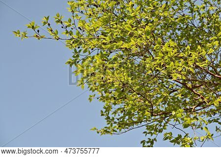 Tall Stewartia ( Stewartia Monadelpha ) Tree. Theaceae Deciduous Tree Native To Japan. Fresh Green A