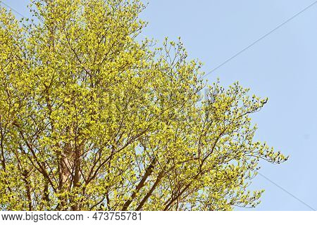 Tall Stewartia ( Stewartia Monadelpha ) Tree. Theaceae Deciduous Tree Native To Japan. Fresh Green A