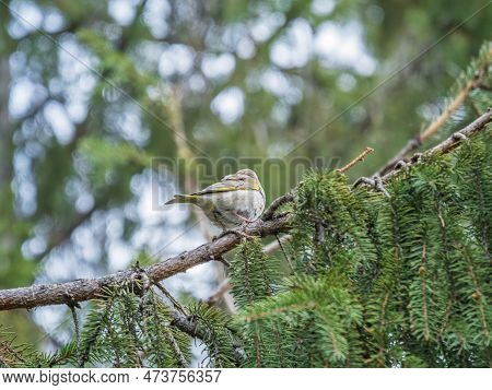 Green And Yellow Songbird, European Greenfinch Sitting On A Branch In Spring. The European Greenfinc