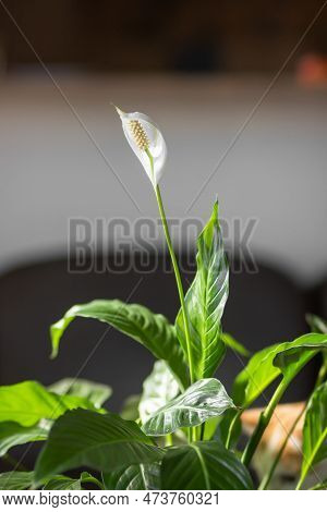 Close-up Of White Spathiphyllum Cochlearispathum, Spathiphyllum Wallisii Flower At Home. Green Leave