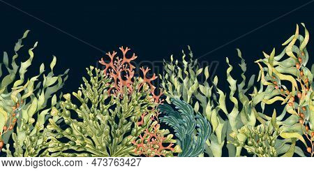 Seamless Banner Of Colorful Sea Plants Watercolor Illustration Isolated On Black.