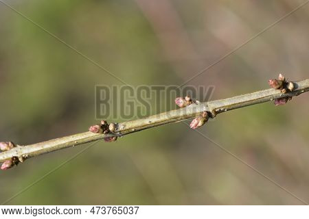 English Redoul Branch With Buds In The Winter