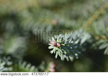 Blue Spanish Fir Branch In The Spring