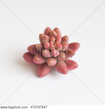 Sedum Rubrotinctum Aurora Flower Rosette On White. Succulent Propagation Concept