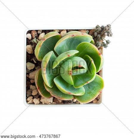 Bright Green Echeveria Peach Pride Flower Rosette Plant Isolated On White