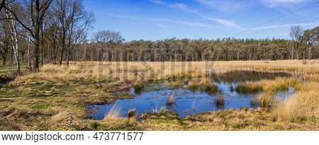 Panorama Of A Small Pond In The Forest Of Drents-friese Wold, Netherlands