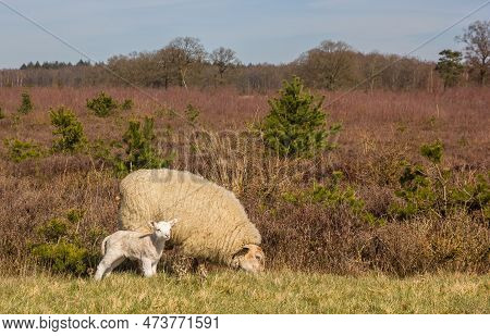 Mother Sheep With Lamb In National Park Drents-friese Wold, Netherlands
