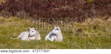 Panorama Of Two Little White Lambs Lying In The Grass In Nature Area Drents-friese Wold, Netherlands