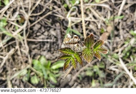 Young Raspberry Leaves. Raspberries Are Reborn After Winter. On The Raspberry Bush, Buds Bloom And T