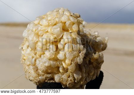 You Can Find The Yellow Spanballs Of The Whelks At The Beach Of Blavand