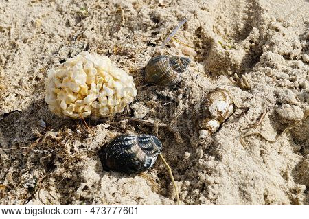 You Can Find The Yellow Spanballs Of The Whelks At The Beach Of Blavand