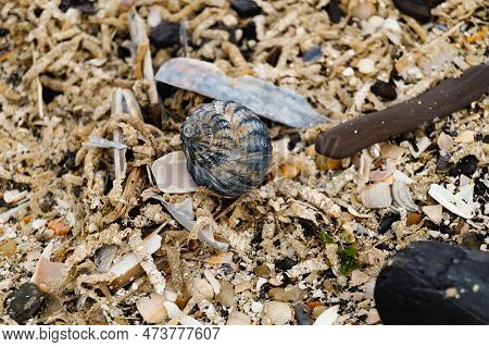 You Can Find The Yellow Spanballs Of The Whelks At The Beach Of Blavand