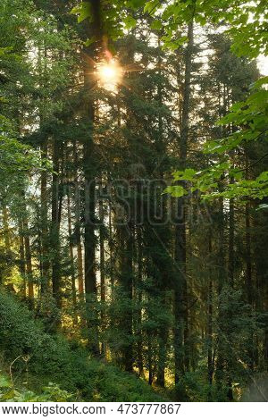 Sun Rays Make Their Way Through The Crowns Of Trees In The Autumn Forest In Saalfelden, Austria