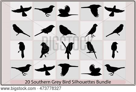Southern Grey Shrike Bird Silhouettes,southern Grey Shrike Bird Illustration,southern Grey Shrike Bi