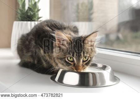 Cat Sits On A Windowsill, Licking Milk From Steel Bowl. Close Up. Little Tabby Kitten Eating At Home