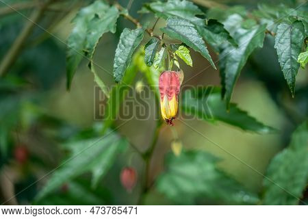 Flower Bud Of A Trailing Abutilon, A Species Of Callianthe