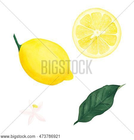 Watercolor Botanical Set Of Illlustration Of Lemon Leaf, Fruits And Flower On White Background.illus