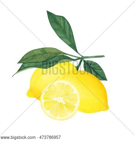 Watercolor Botanical Illlustration Of Lemon Tree Branch With Fruits And Flower On White Background.i