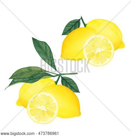 Watercolor Botanical Illlustration Of Lemon Tree Branch With Fruits And Flower On White Background.i