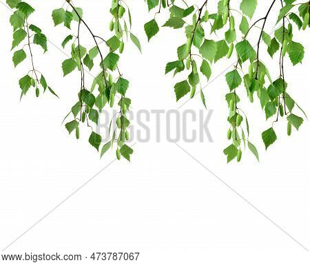 Spring Forest Sunrise. Birch Trees In A Summer Forest Under Bright Sun. A Flowering Birch Tree On A 