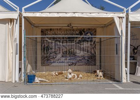Santanyi, Spain; March 26 2023: Hunting And Hunters Fair In The Majorcan Town Of Santanyi. Exhibitio