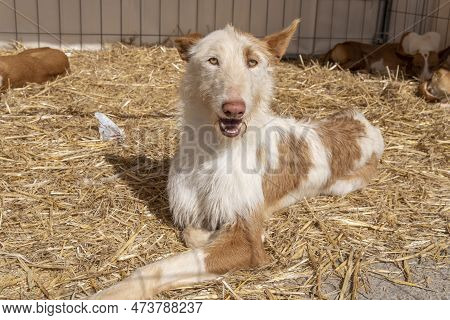Hunting And Hunters Fair In The Majorcan Town Of Santanyi. Exhibition Of Hunting Dogs Of The Ibizan 