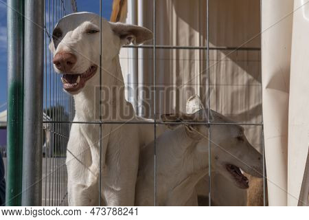 Hunting And Hunters Fair In The Majorcan Town Of Santanyi. Exhibition Of Hunting Dogs Of The Ibizan 