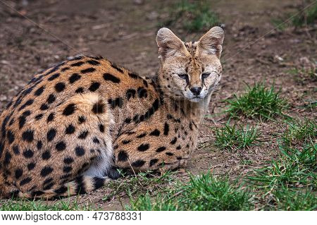 Serval Is Lying In The Grass, Leptailurus Serval