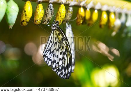 A Butterfly Sitting On A Cocoon Close-up View Of The Care Of The Unborn