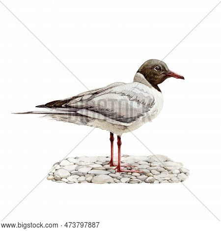 Black-headed Gull Watercolor Illustration. Hand Drawn Seagull Standing On Pebble Ground. Wildlife Se
