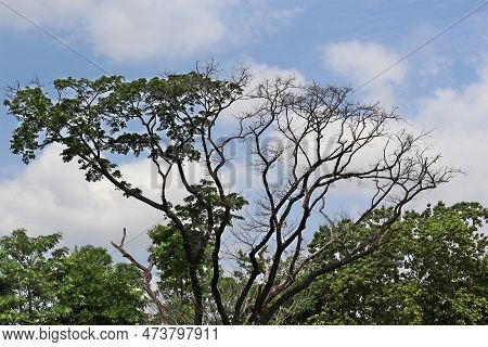Dry Tree With Blue Sky And White Clouds Background, Thailand.