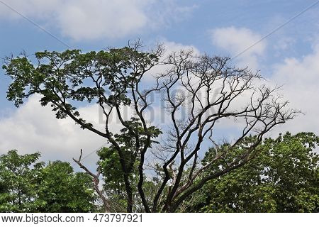 Dry Tree With Blue Sky And White Clouds Background, Thailand.
