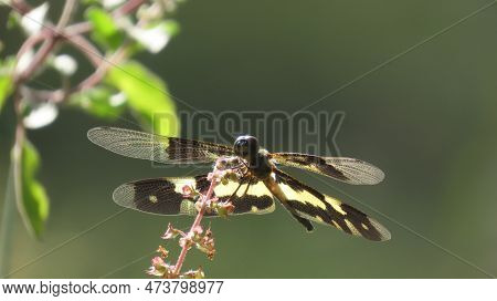 Rajkot, Gujarat, India. March-27-2023. Dragonfly (variegated Flutterer) (rhyothemis Variegata ) (com