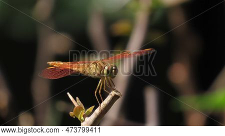 Rajkot, Gujarat, India. March-27-2023. Dragonfly (ditch Jewel) (brachythemis Contaminata) From Libel