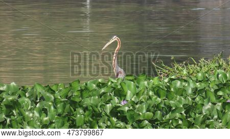 Rajkot, Gujarat, India. March-27-2023. Purple Heron Looking For Fish.