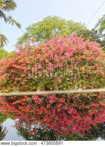 Bougainvillea Glabra Flower Tree With Reflection In Water