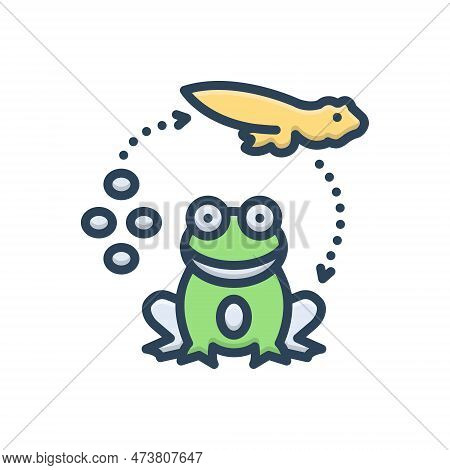 Color Illustration Icon For Reproduced Beget Tadpole Egg Life-cycle Froglet Transformation Amphibian