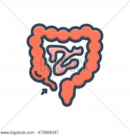 Color Illustration Icon For Appendix Intestine Anatomy Biliary Digestive-system Gut Gastrointestinal
