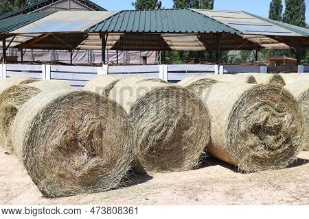 Bale Of Strawrolls. Stacked Straw Bales In An Animal Farm. Farmyard Storage Concept. Lots Of Hay. Ho