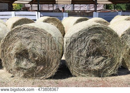 Bale Of Strawrolls. Stacked Straw Bales In An Animal Farm. Farmyard Storage Concept. Lots Of Hay. Ho