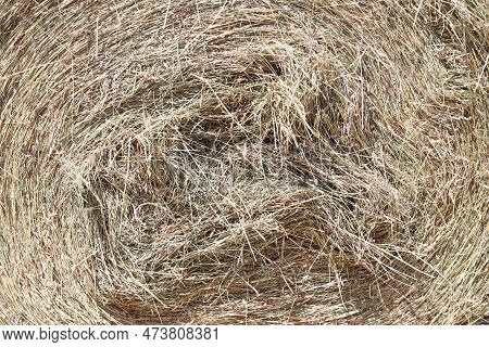 Bale Of Strawrolls. Stacked Straw Bales In An Animal Farm. Farmyard Storage Concept. Lots Of Hay. Ho