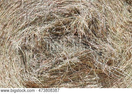Bale Of Strawrolls. Stacked Straw Bales In An Animal Farm. Farmyard Storage Concept. Lots Of Hay. Ho