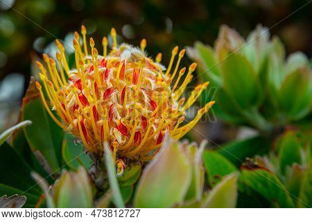 Pincushion Protea - Leucospermum. Vivid Flower Of Leucospermum. Leucospermum Cordifolium Flower With