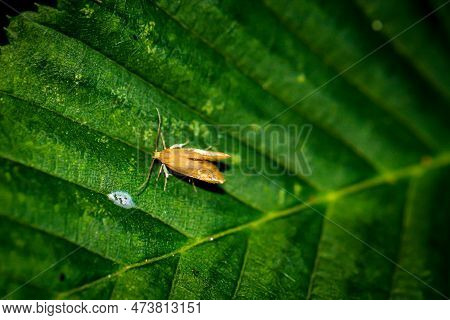 A Fruit Tree Rot Moth On A Leaf Of A Tree.