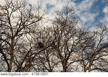 Birds Nest Against Sky On The Bare Tree. March, Serbia. Bird Nests Are Waiting For Their Owners. Map